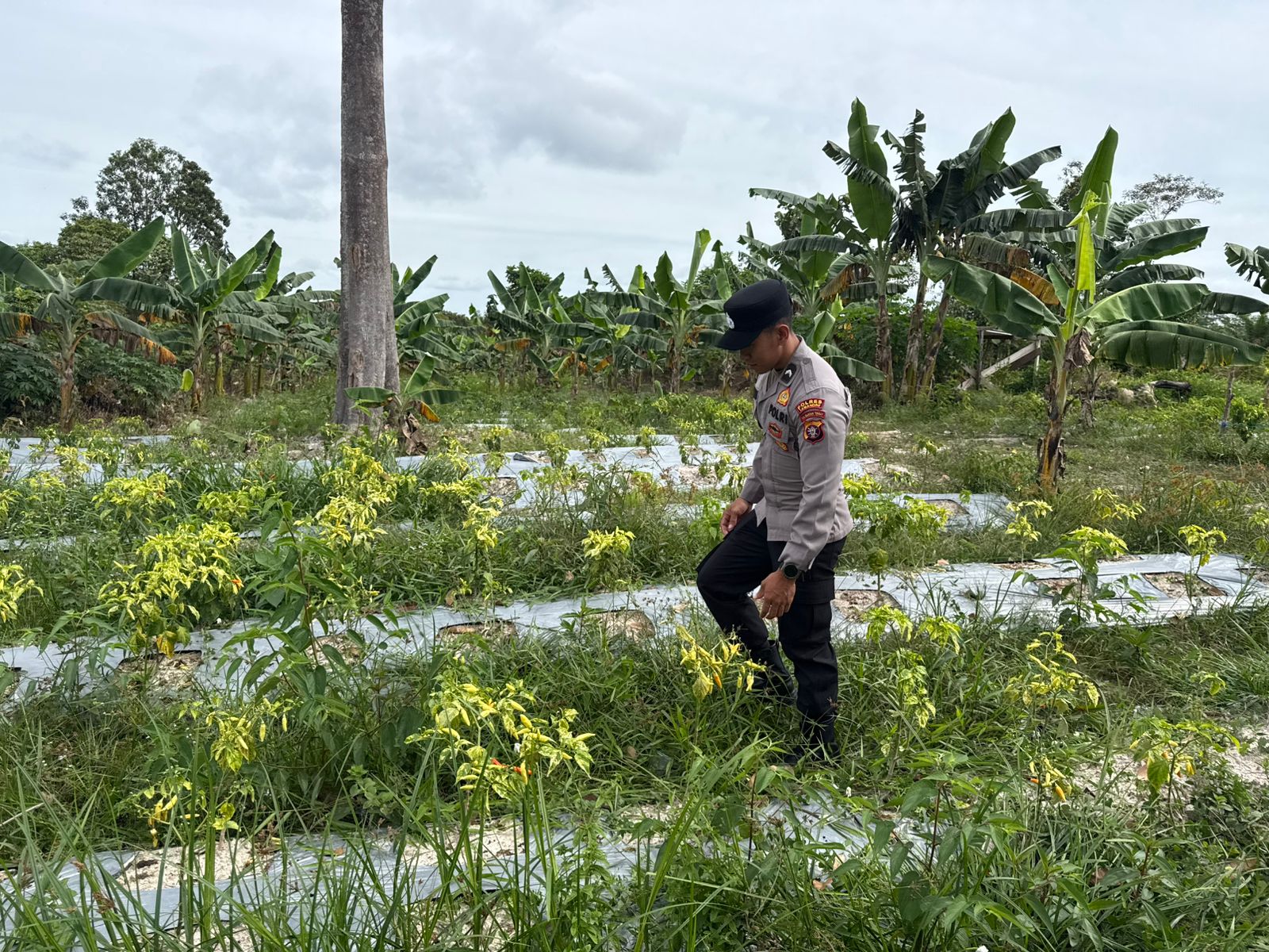 Melalui Pendampingan Petani, Bhabinkamtibmas Dukung Program Ketahanan Pangan Asta Cita