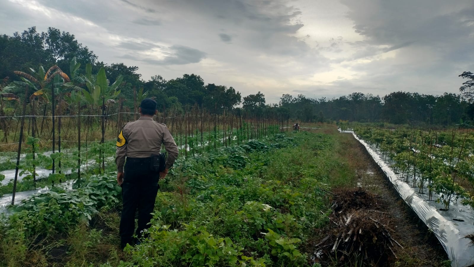 Dalam Rangka Mendukung Program Pemerintah, Bhabinkamtibmas Desa Mekartani Polsek Mendawai Cek Lokasi Pemanfaatan Lahan Pekarangan Warga