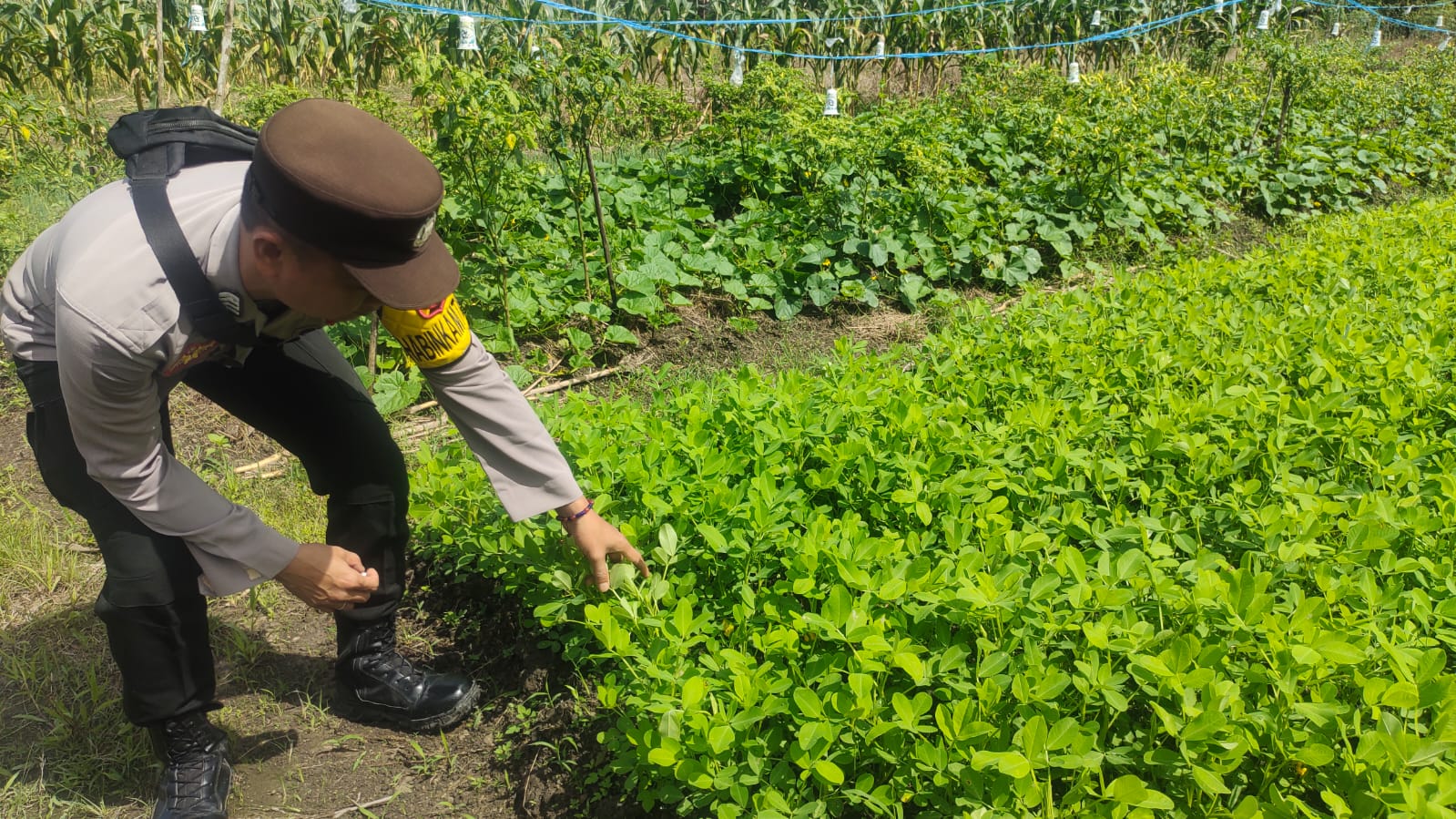 Mendukung ketahanan pangan, Personil Polsek Katingan Kuala cek lokasi pemanfaatan lahan warga berkebun holtikultura