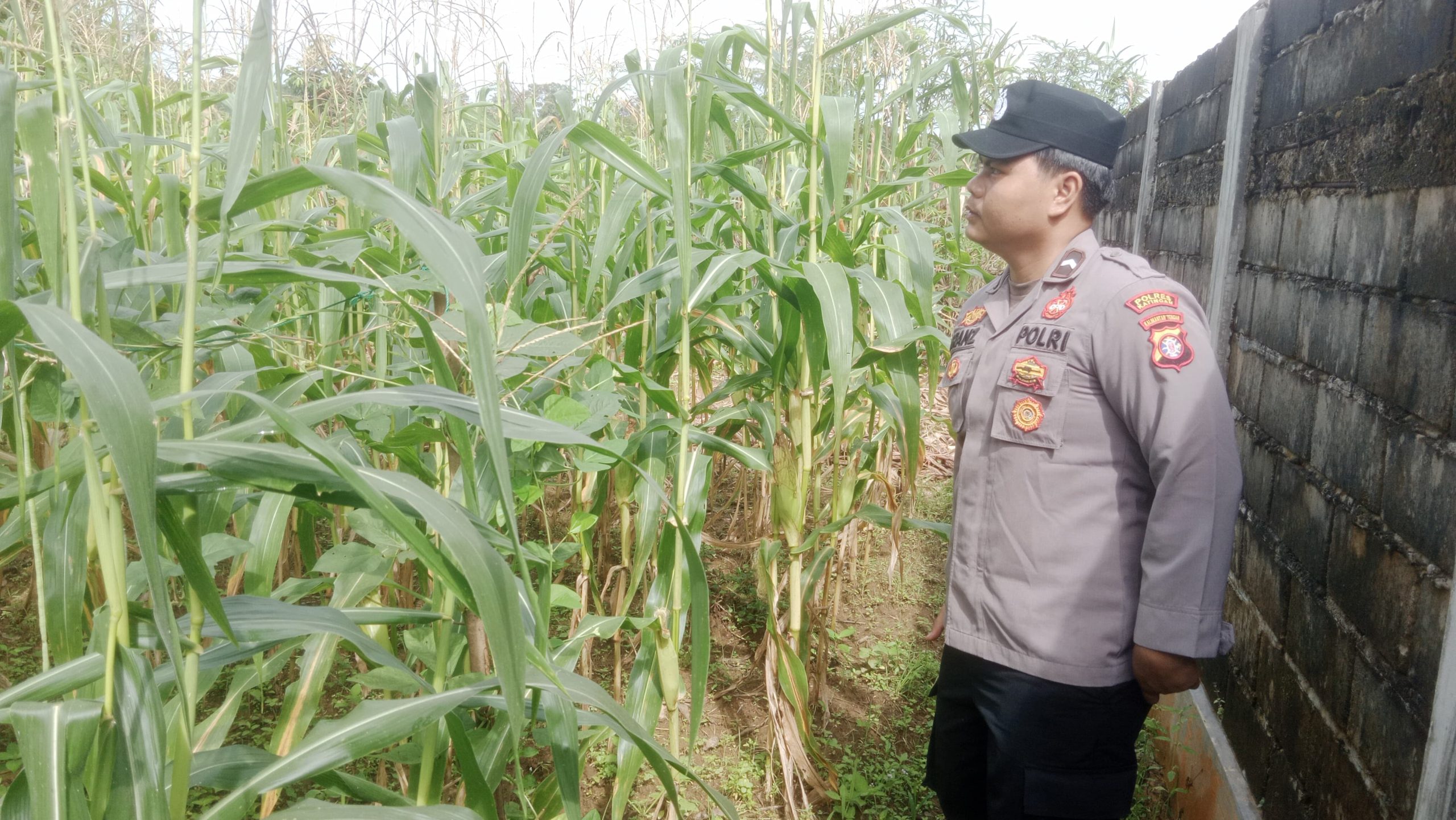 Mendukung Ketahanan Pangan, Personil Polsek Katingan Hulu dan Bukit Raya Cek Lokasi Pemanfaatan Pekarangan Warga.