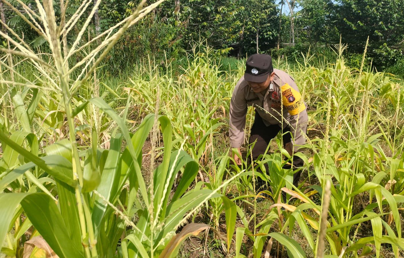 Dalam Rangka Mendukung Program Pemerintah, Bhabinkamtibmas Desa Perigi Polsek Mendawai Cek Lokasi Pemanfaatan Lahan Pekarangan Warga