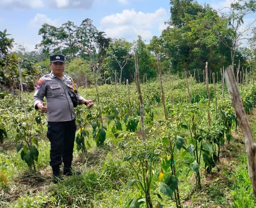 Bhabinkamtibmas Polsek Mendawai cek lokasi pemanfaatan pekarangan rumah warga binaan.