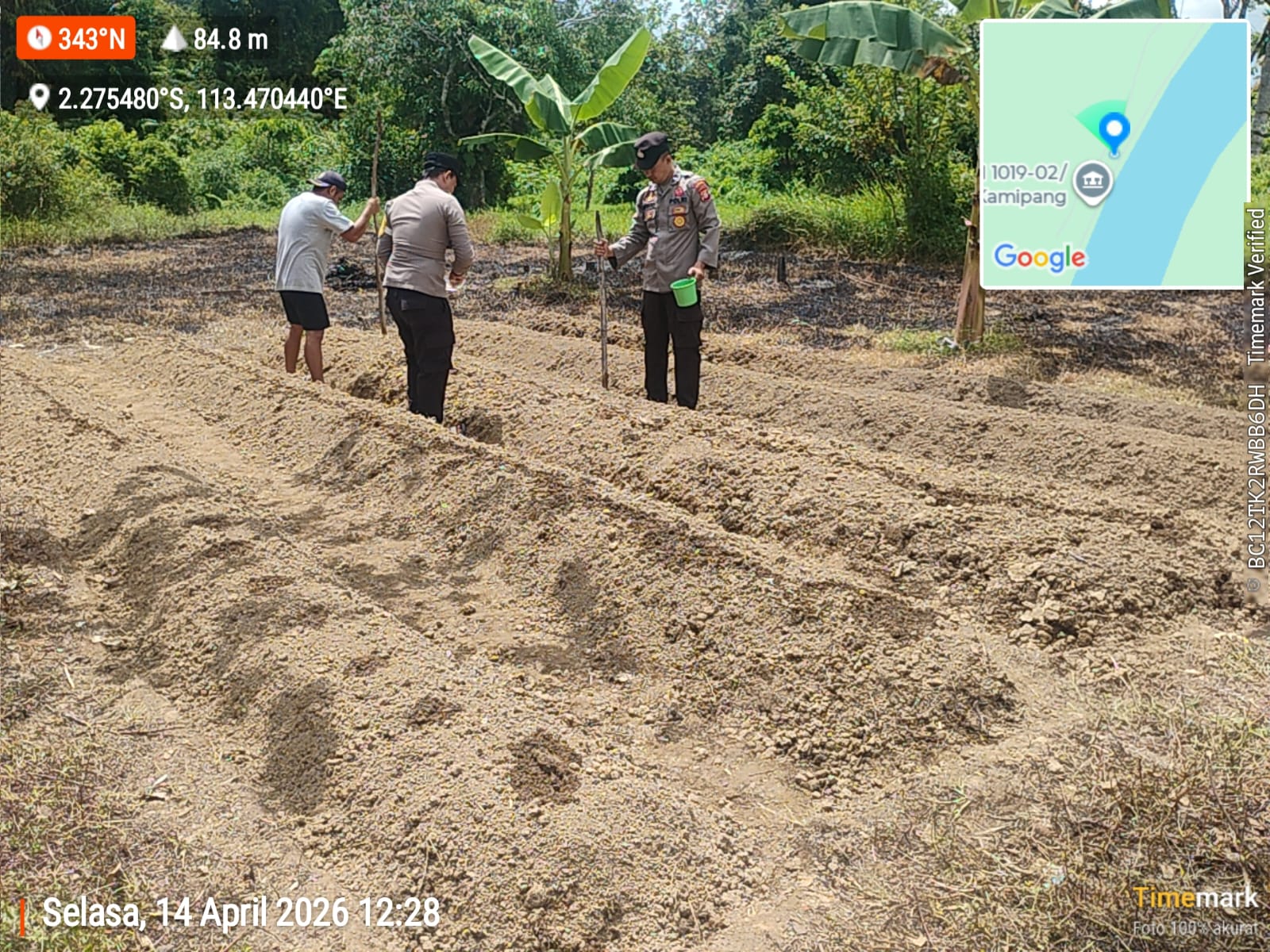 Dukung Ketahanan Pangan, Polsek Tasik Payawan dan Kamipang Melaksanakan Penanaman Jagung