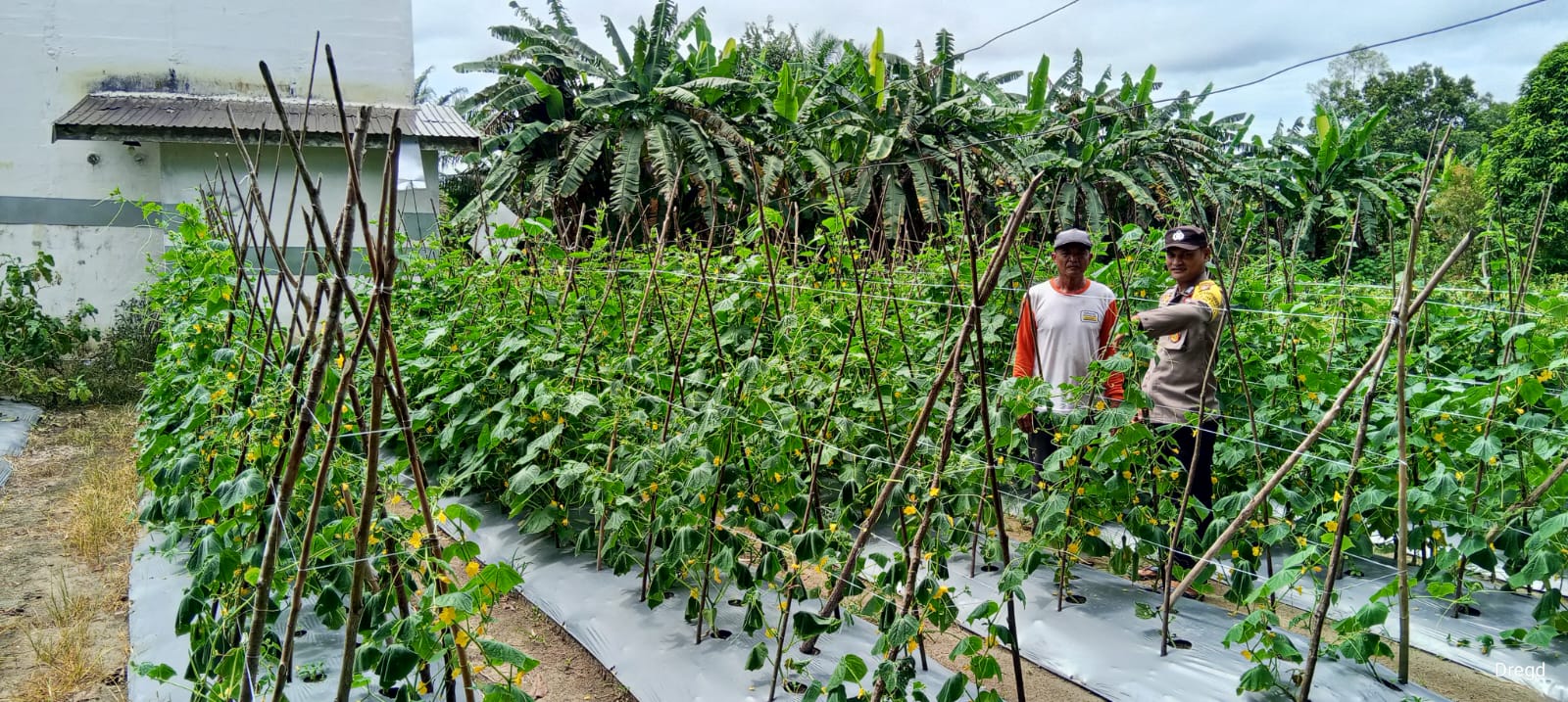 Mendukung Katahan Pangan, Bhabinkamtibmas Desa Kampung Keramat Cek Lokasi Pemanfaatan Lahan Warga.