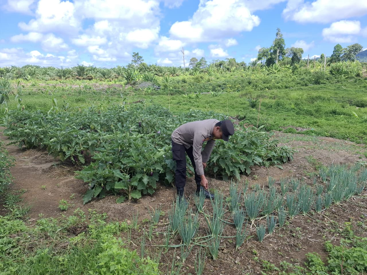 Melalui Pemanfaatan Pekarangan, Bhabinkamtibmas Tingkatkan Ketahanan Pangan Masyarakat