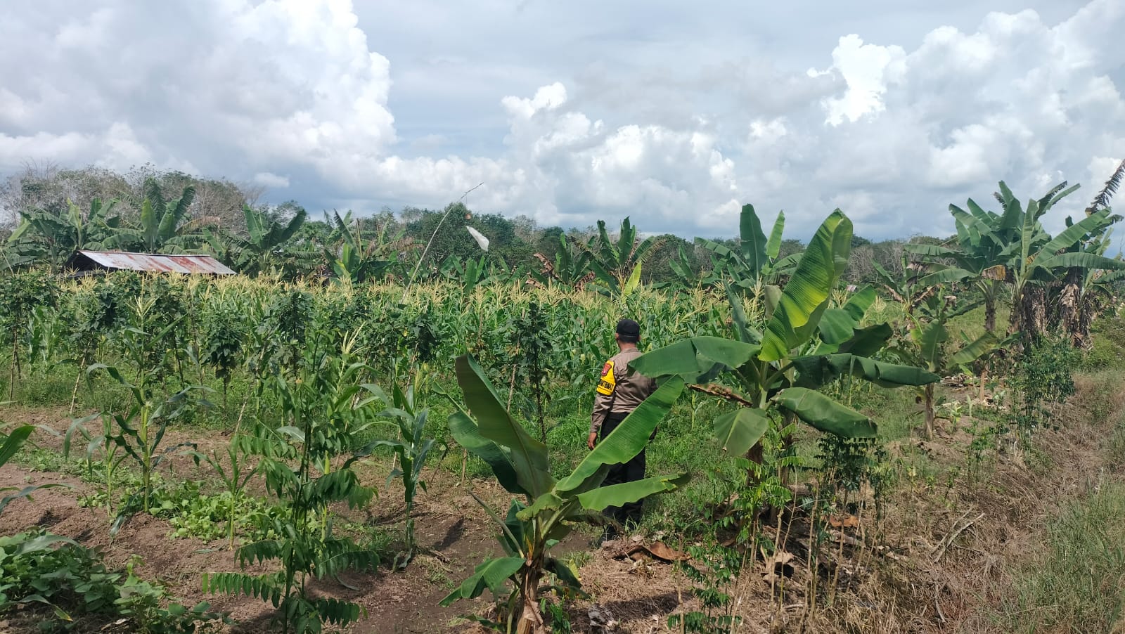 Dalam Rangka Mendukung Program Pemerintah, Bhabinkamtibmas Desa Mekartani Polsek Mendawai Cek Lokasi Pemanfaatan Lahan Pekarangan Warga
