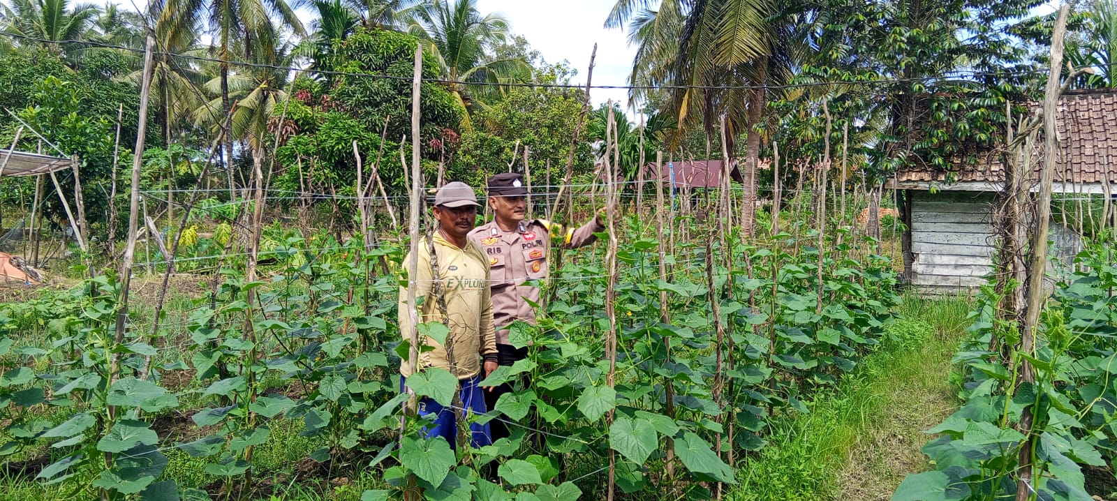 Mendukung ketahanan pangan, Personil Polsek Katingan Kuala cek lokasi pemanfaatan lahan warga berkebun holtikultura.