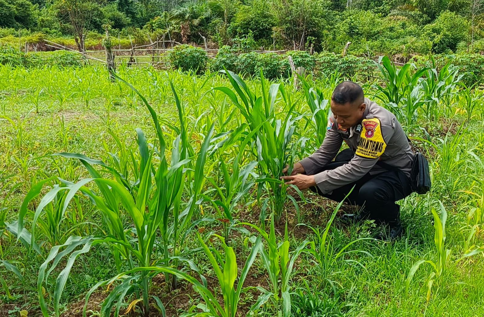 Mendukung Ketahanan Pangan, Personil Polsek Katingan Hulu Cek Lokasi Pemanfaatan Pekarangan Warga.
