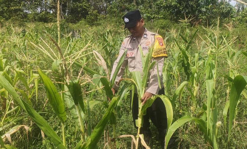 ‎Polsek Tewang Sangalang Garing dan Pulau Malan Imbau Warga Tingkatkan Pemanfaatan Lahan Untuk Ketahanan Pangan