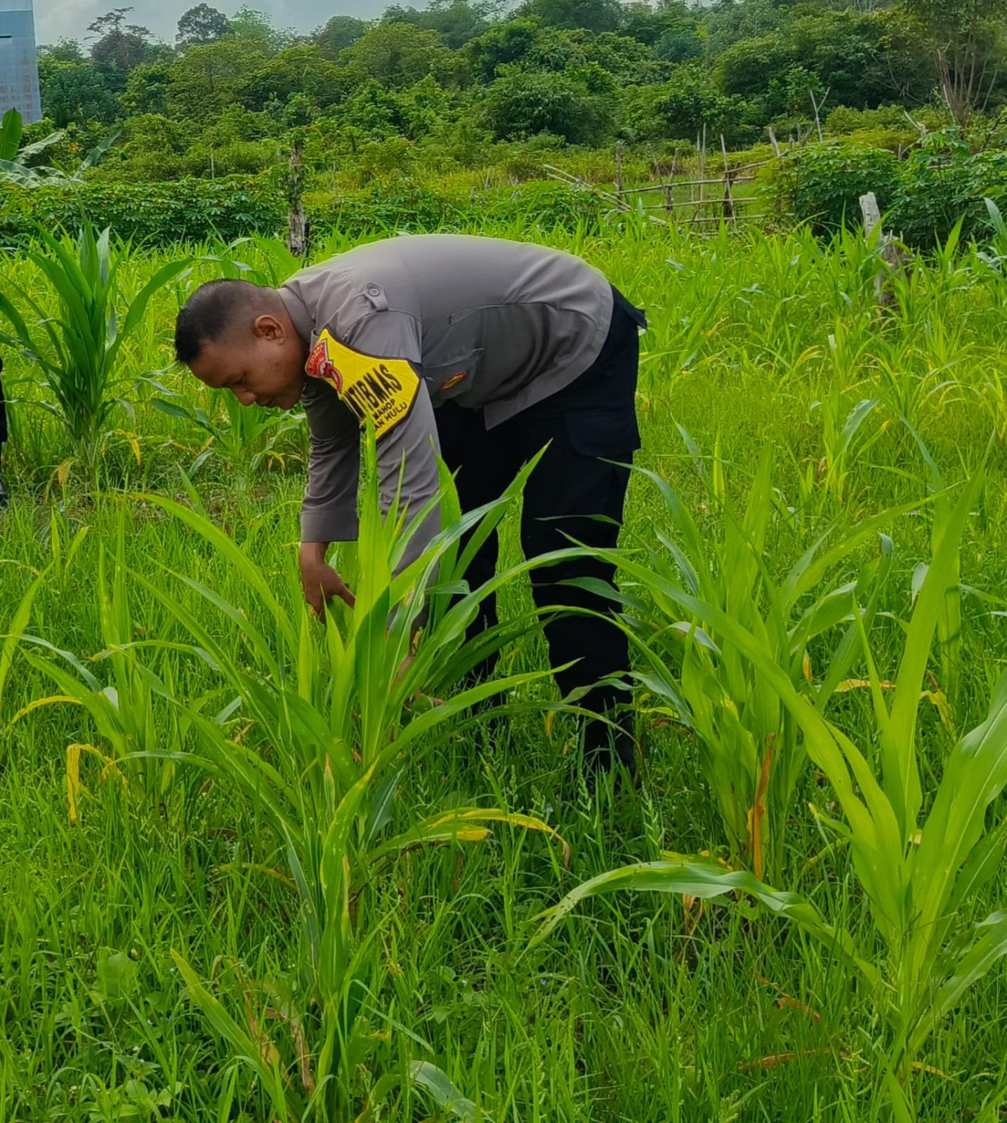 ‎Mendukung Ketahanan Pangan, Personil Polsek Katingan Hulu  Cek Lokasi Pemanfaatan Pekarangan Warga.