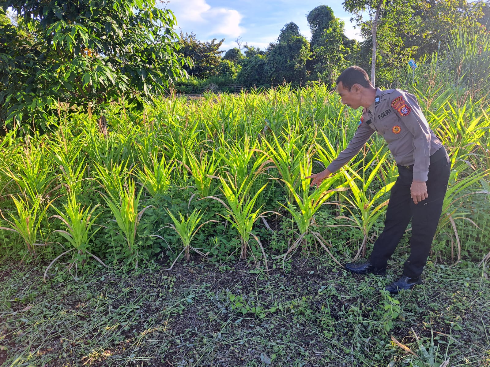 Mendukung Ketahanan Pangan, Personil Polsek Katingan Hulu dan Bukit Raya Cek Lokasi Pemanfaatan Pekarangan Warga.