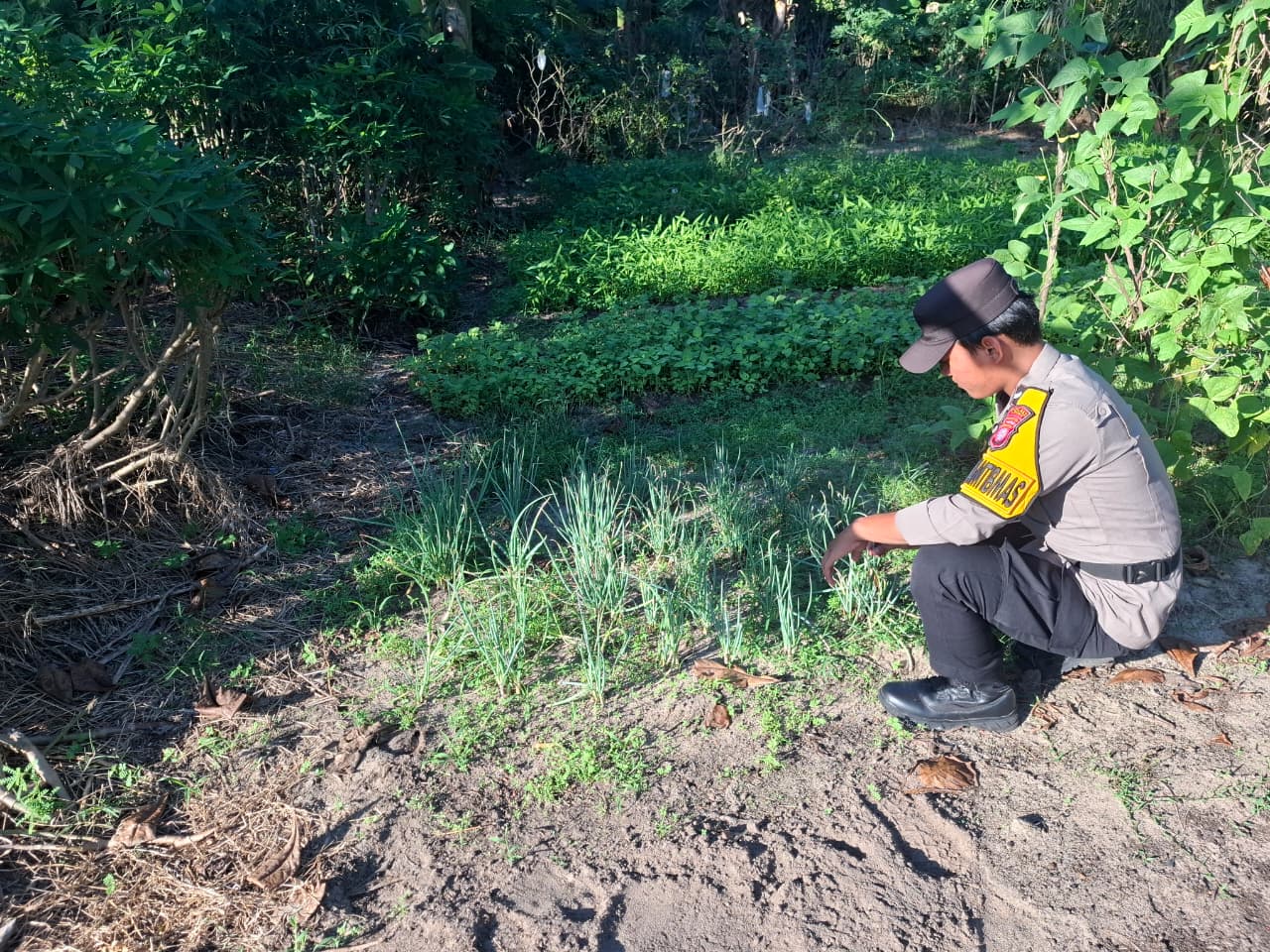 Mendukung ketahanan pangan, Personil Polsek Katingan Kuala cek lokasi pemanfaatan lahan warga berkebun holtikultura