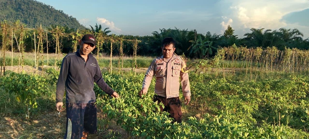 Bhabinkamtibmas Polres Lamandau Sambangi Pekarangan Bergizi, Perkuat Ketahanan Pangan di Desa Bukit Raya