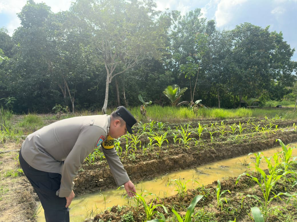Dalam Rangka Mendukung Program Pemerintah, Bhabinkamtibmas Desa Kampung Melayu Polsek Mendawai Cek Lokasi Pemanfaatan Lahan Pekarangan Warga
