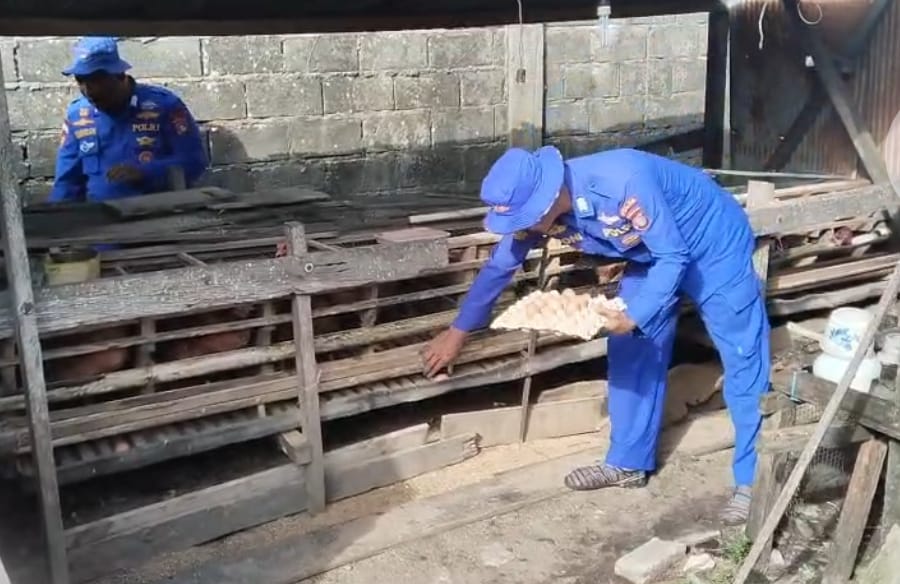 Program Ketahanan Pangan, Ditpolairud Kembangkan Budidaya Ayam Petelur untuk Meningkatkan Kemandirian Pangan