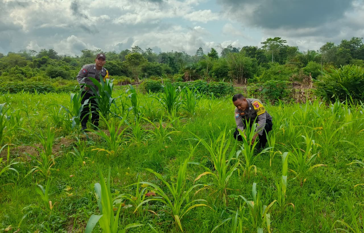 Mendukung Ketahanan Pangan, Personil Polsek Katingan Hulu Cek Lokasi Pemanfaatan Pekarangan Warga.