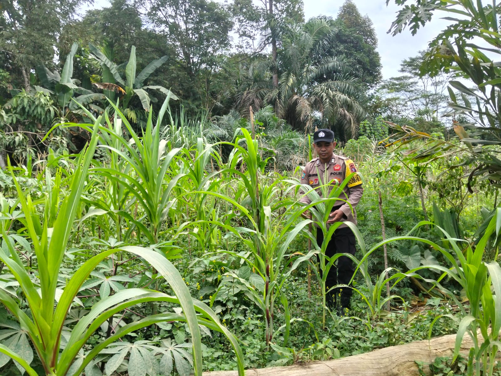 Perkuat Ketahanan Pangan Lokal, Polsek Marikit Monitoring Lahan Produktif Warga