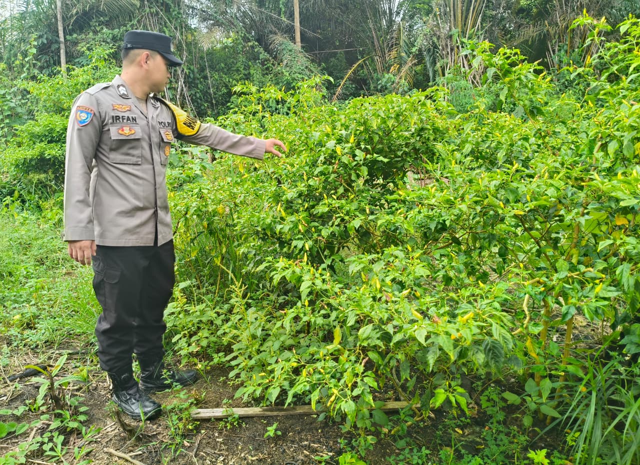 Perkuat Ketahanan Pangan Nasional, Polsek Marikit Dampingi Petani dan Monitoring Pekarangan Bergizi