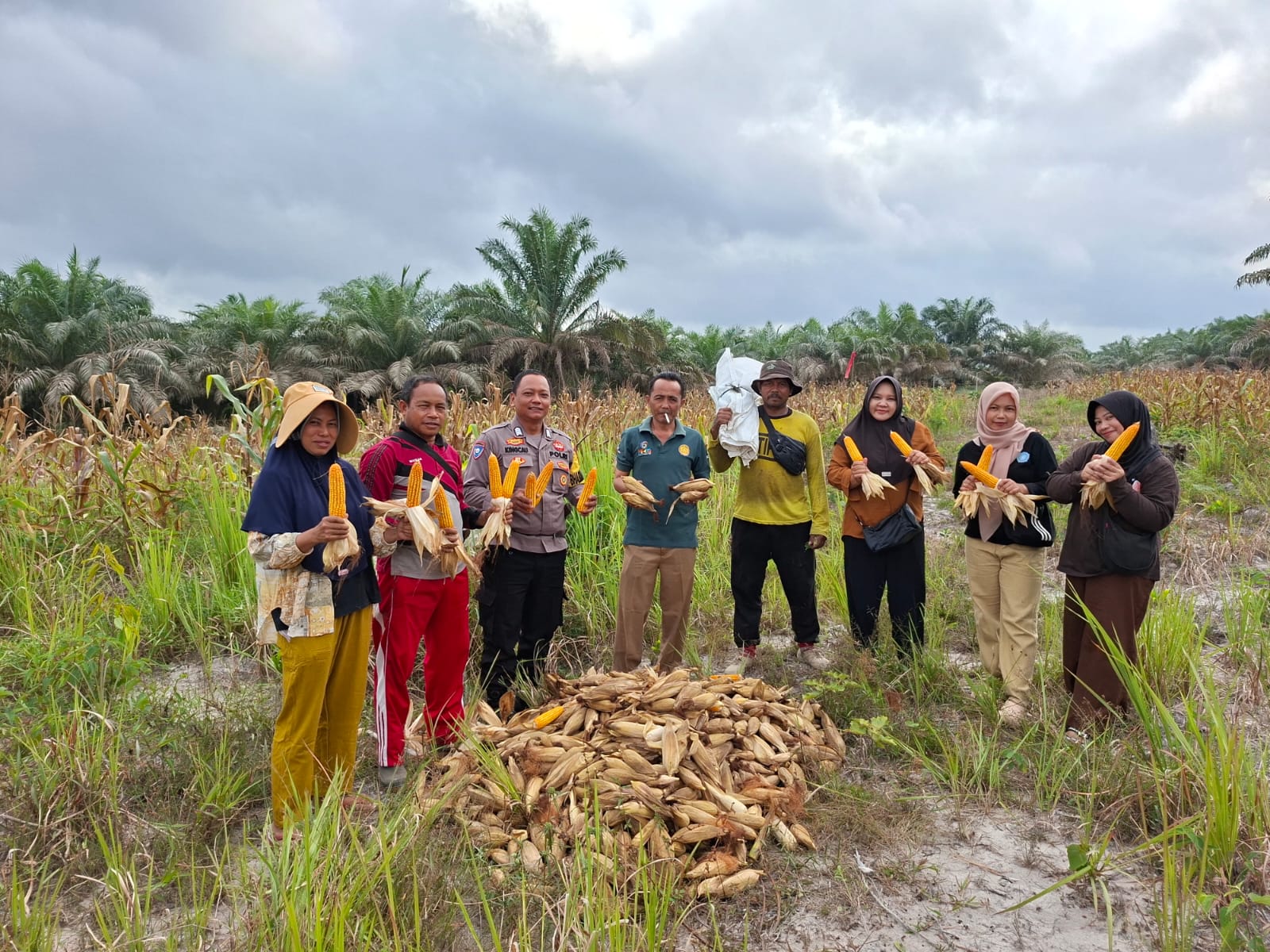 Polsek Bulik Dukung Ketahanan Pangan Melalui Pendampingan Panen Jagung