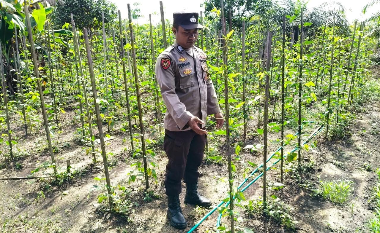 DUKUNG SWASEMBADA PANGAN, POLSEK MARIKIT LAKSANAKAN PENDAMPINGAN KEPADA KELOMPOK TANI