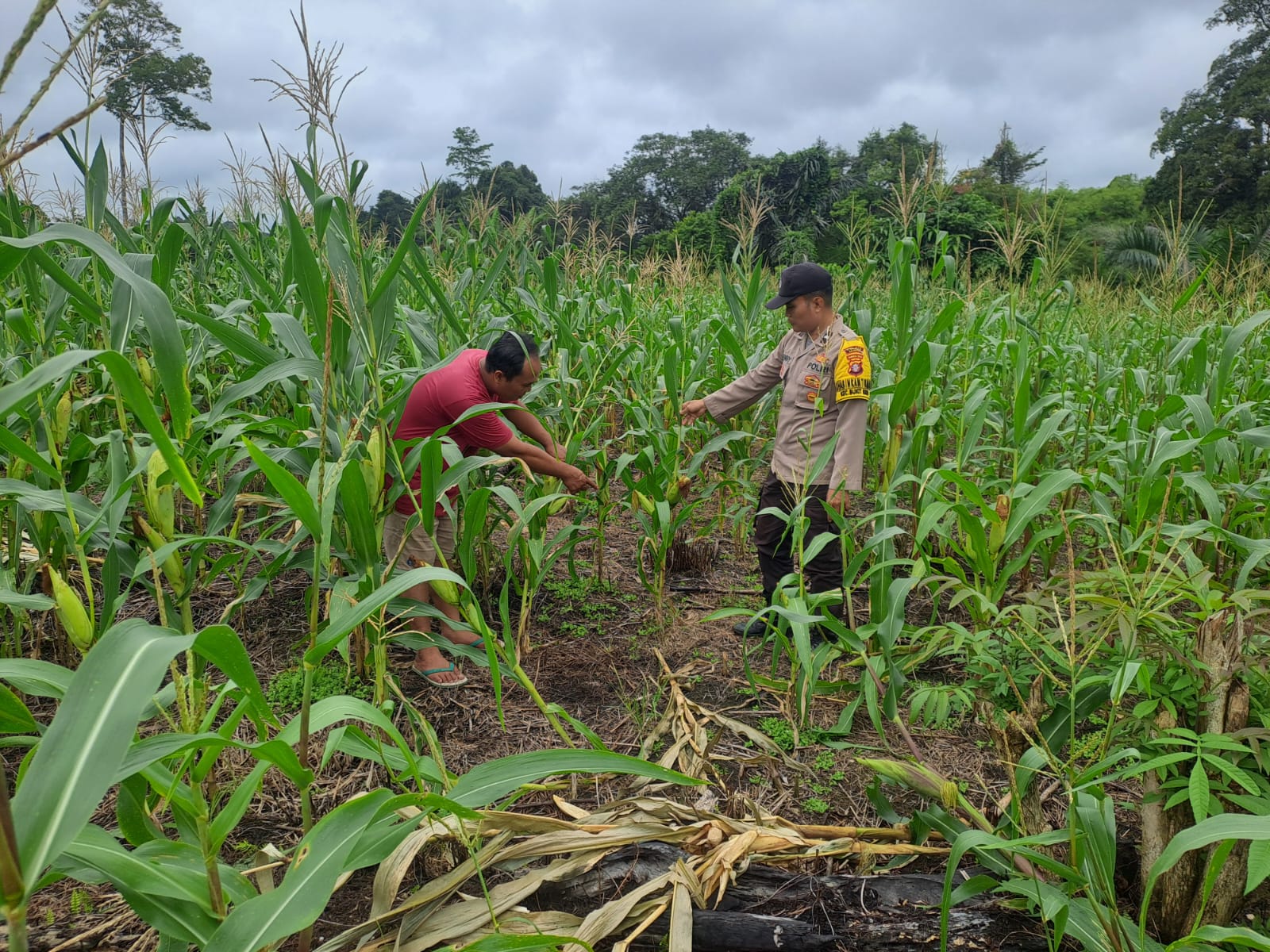 Mendukung Ketahanan Pangan, Personil Polsek Katingan Hulu dan Bukit Raya Cek Lokasi Pemanfaatan Pekarangan Warga.