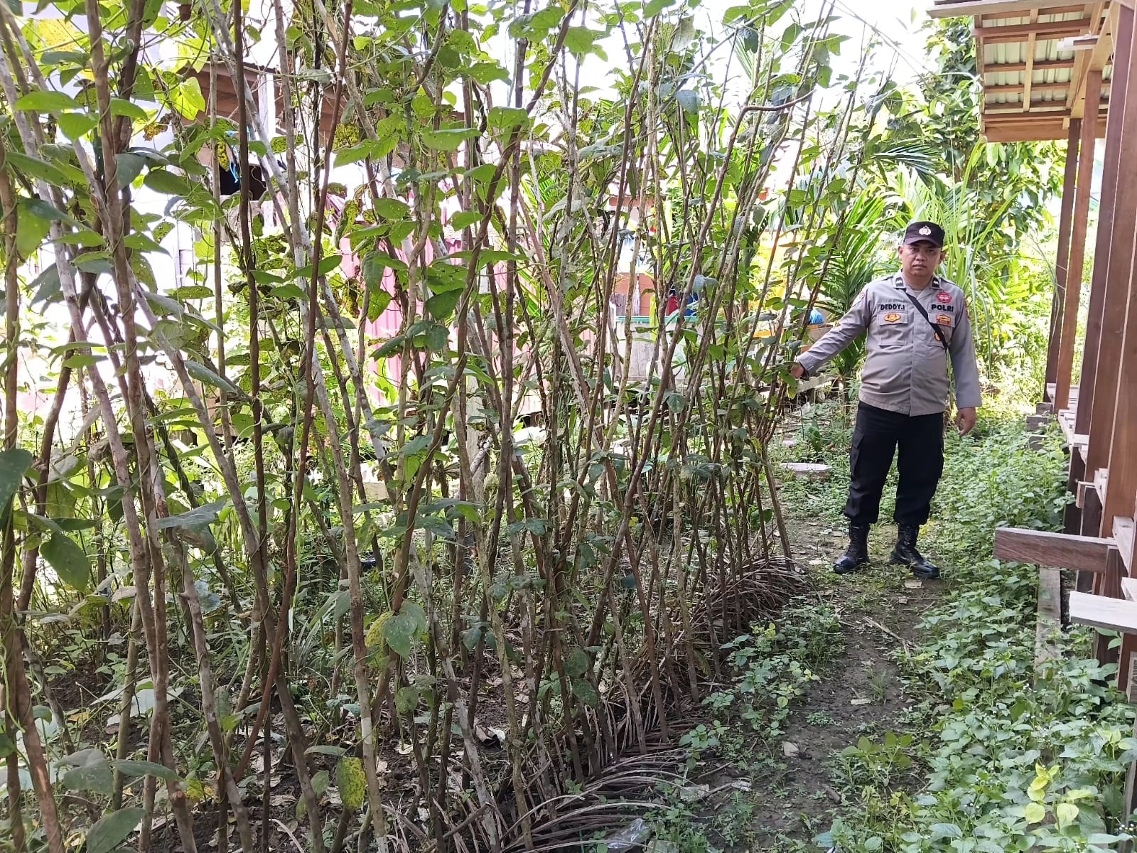 DUKUNG KETAHANAN PANGAN NASIONAL, POLSEK MARIKIT DAMPINGI PETANI DI TUMBANG HIRAN