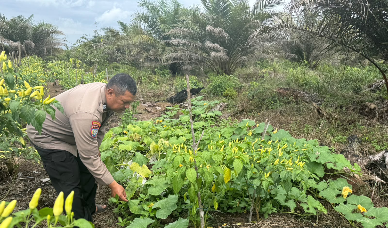 Polsek Tewang Sangalang Garing dan Pulau Malan Imbau Warga Tingkatkan Pemanfaatan Lahan Untuk Ketahanan Pangan